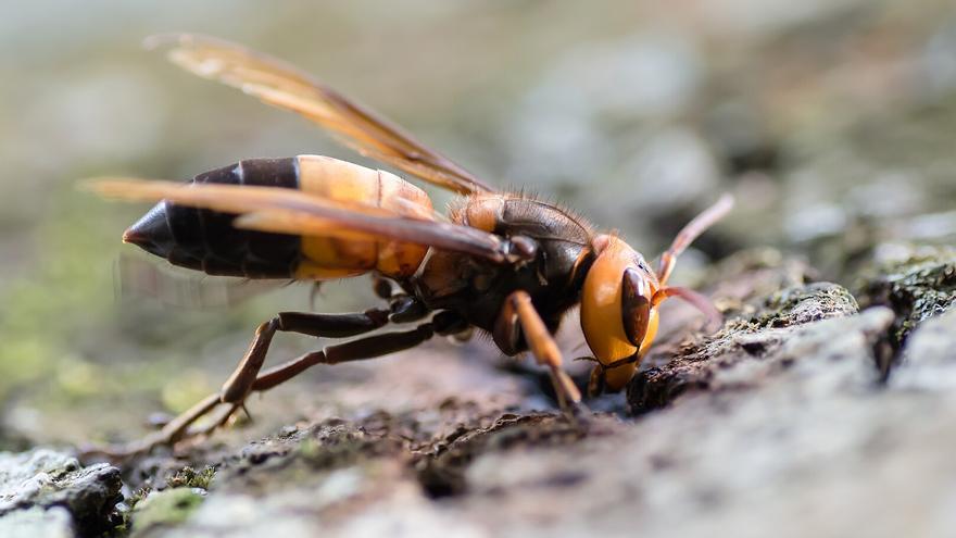 Llega a esta zona de España un avispón gigante más peligroso aún que la avispa asiática: &quot;Hay que actuar ya&quot;