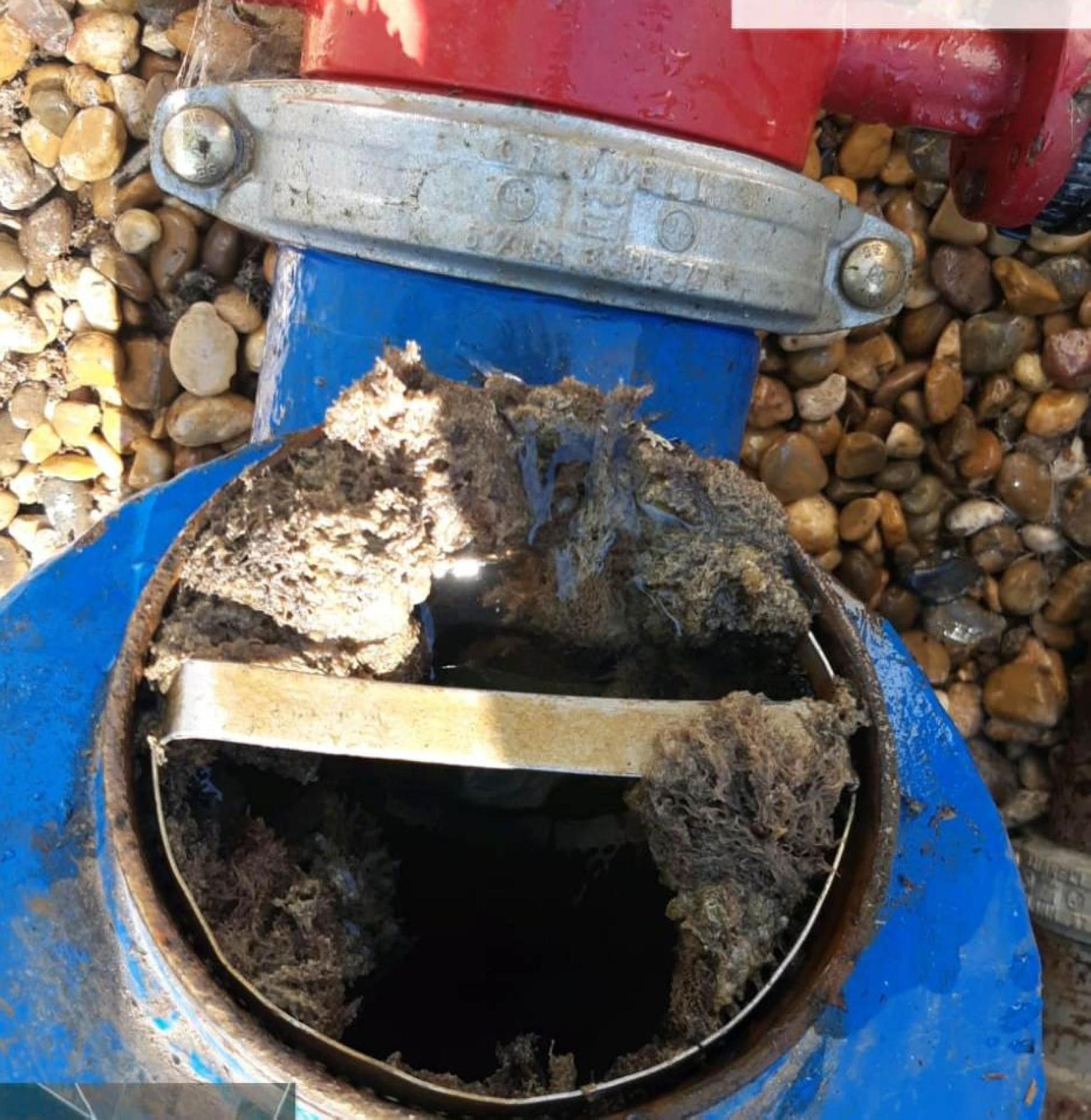 Detalle de un hidrante invadido por el briozoo que afecta al canal Toro-Zamora.