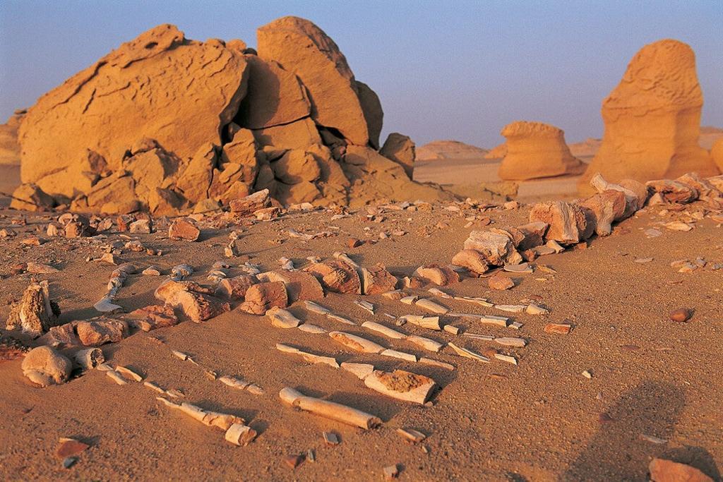 Valle de las Ballenas Egipto