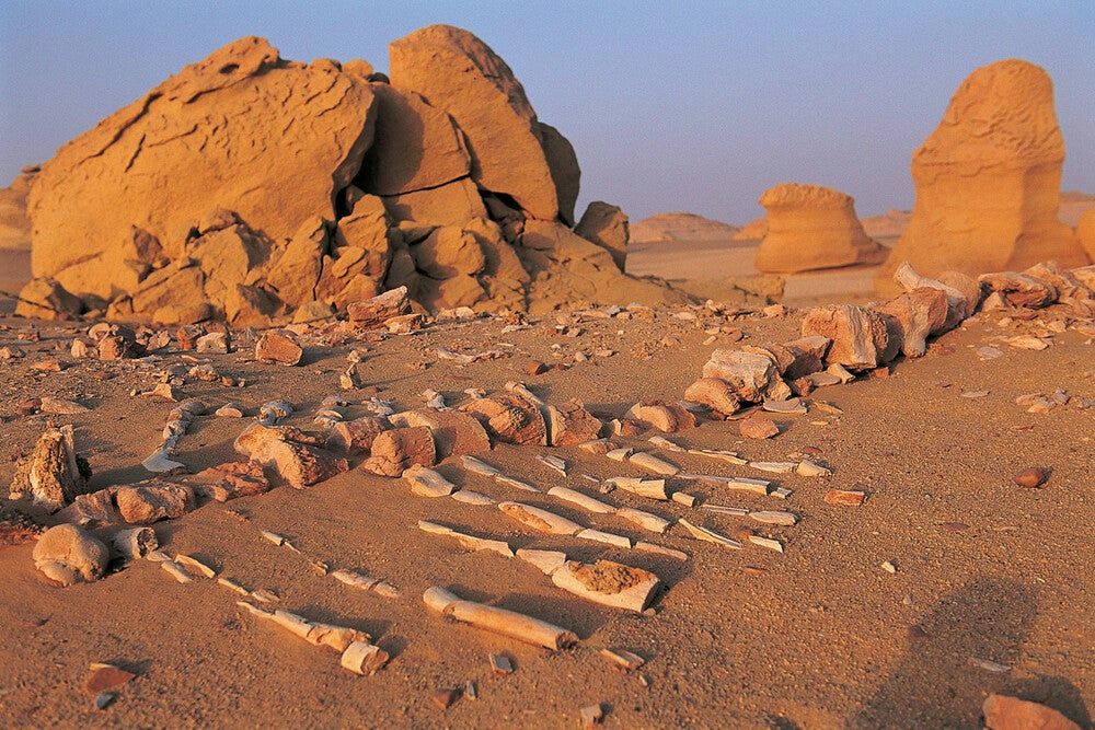 Valle de las Ballenas Egipto