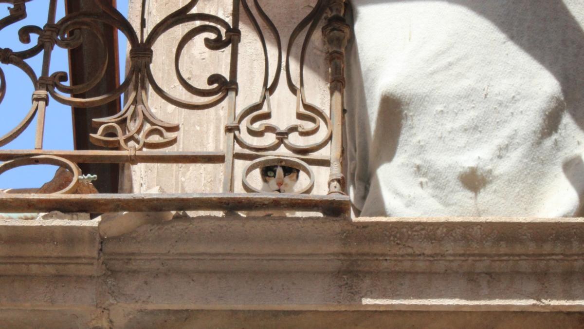 Un gato se asoma entre los hierros de la baranda de uno de los balcones de las fachadas ‘apeadas’ del solar donde se construye el Palacio de Justicia.