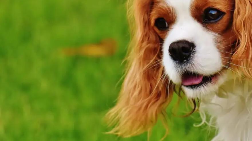 maltrato animal | Noticias de maltrato animal - La Provincia maltrato animal | Noticias de maltrato animal - La Provincia