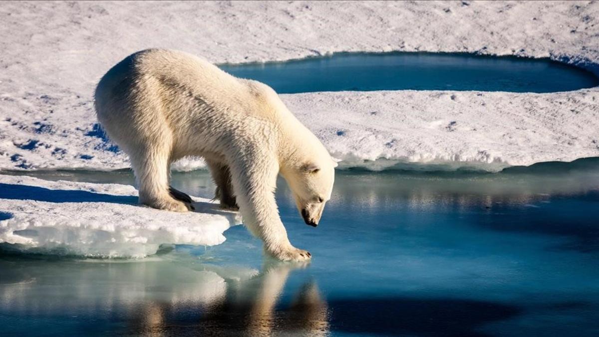 Oso polar probando la fuerza del hielo marino en el Ártico