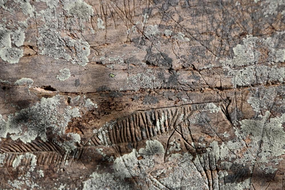 Descobreixen a la Vall d'Àssua centenars de gravats a la pedra de l'Edat mitjana