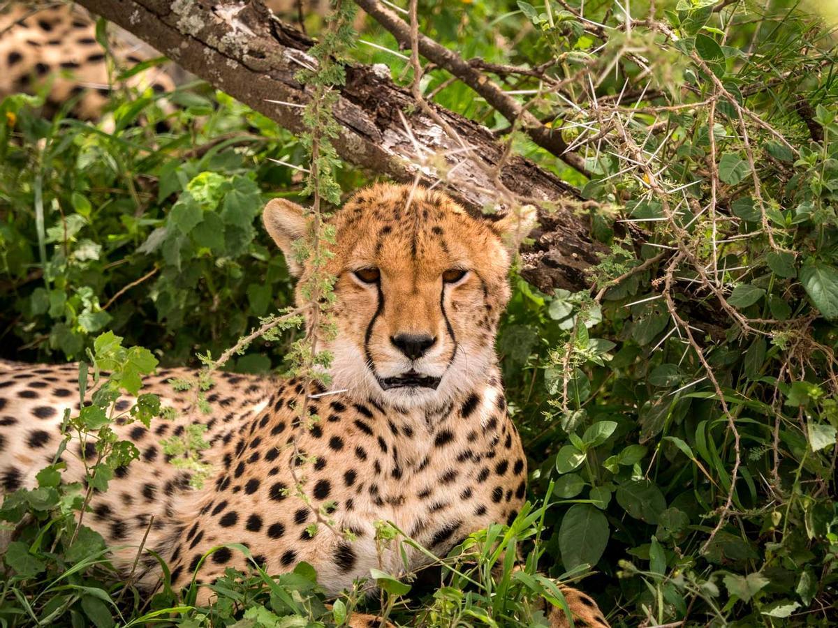 Guepardo en Serengeti Guepardo en Serengeti