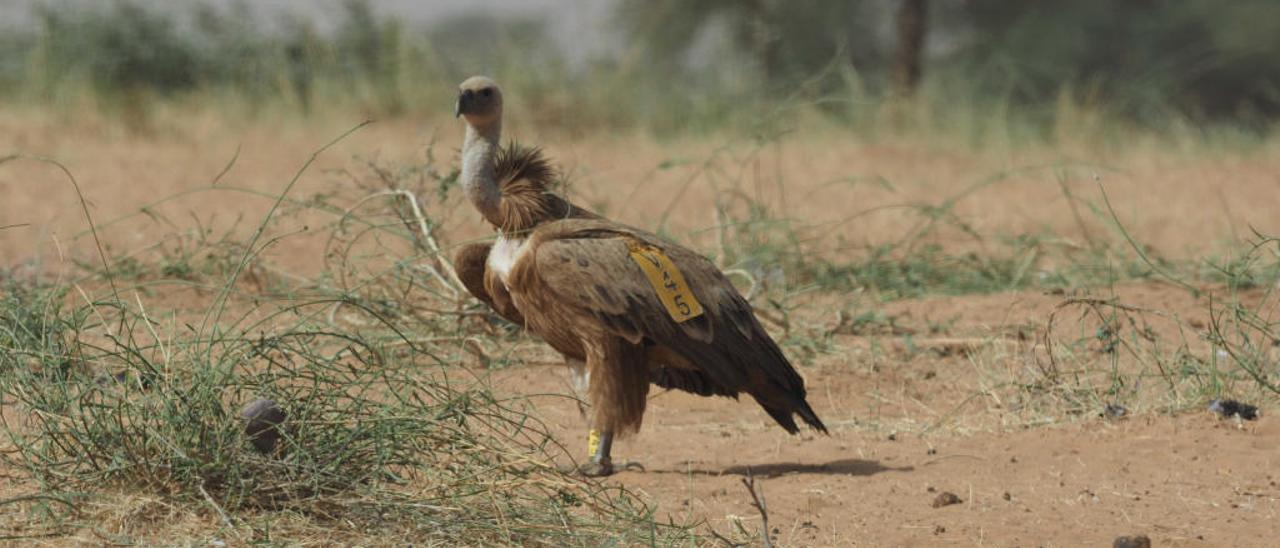 El buitre liberado en la colonia de Mariola en una fotografía tomada en Senegal. INFORMACIÓN