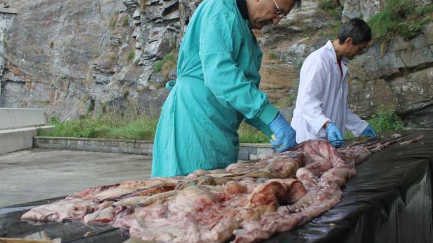 Ángel Villa, investigador del Instituto de Ciencias Marinas de Vigo, y Roger Villanueva, investigador especializado en cefalópodos del Consejo Superior de Investigaciones Científicas, realizando en Luarca la necropsia al calamar gigante encontrado en la playa llanisca de Palombina. | a. serrano