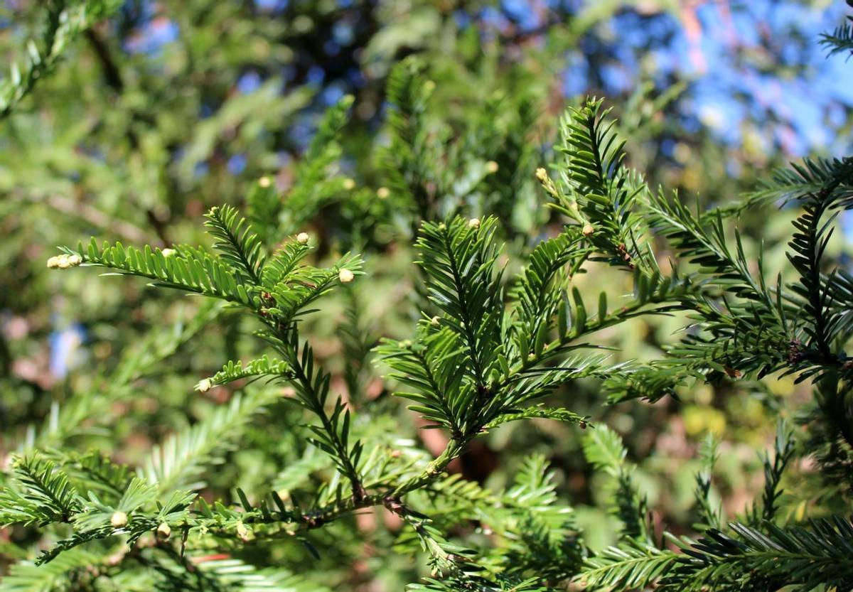 Sequoia sempervirens.