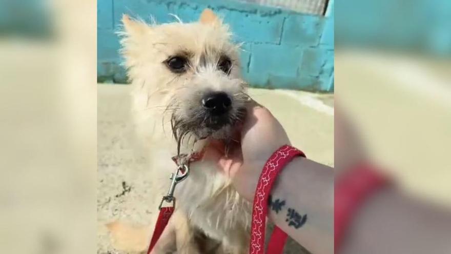 Abandonan a una perrita de siete meses en la protectora Aloia de Tui: «Se fueron sin mirar atrás»