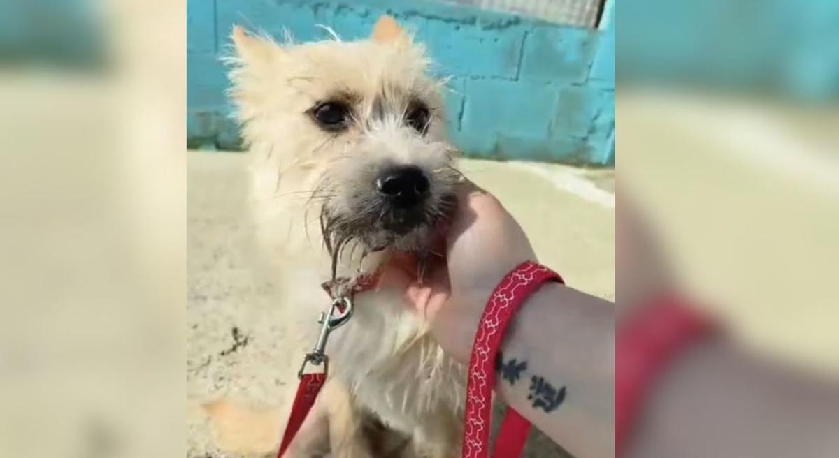 Patu espera ahora en Tui a que una familia la adopte.