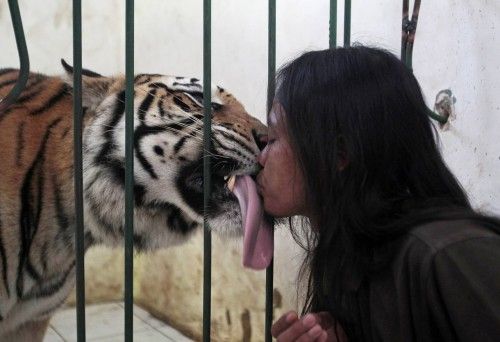 Un tigre de Bengala juega con su cuidador en un colegio de Indonesia que le ha acogido como mascota