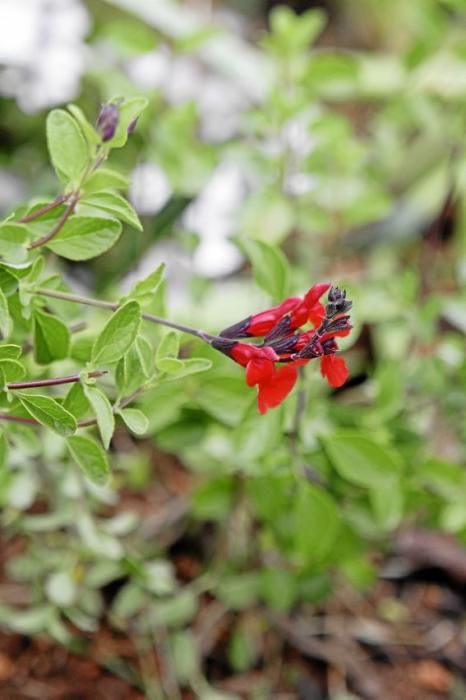 In ihrem Garten bei Sencelles züchtet Heide Göbel wilde Kräuter, Gemüse sowie Zierpflanzen mit Blüten, die nicht nur essbar sind, sondern richtig gut schmecken.