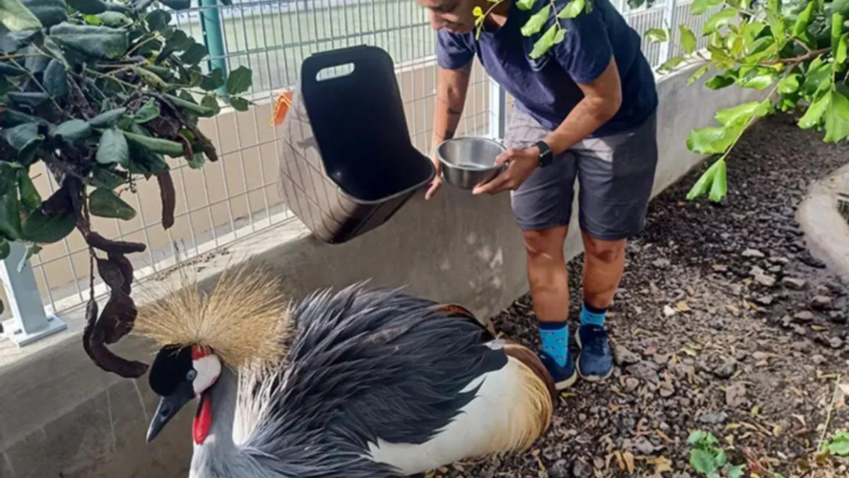 Transición destina 300.000 euros en ayudas para los centros de recogida de especies exóticas invasoras