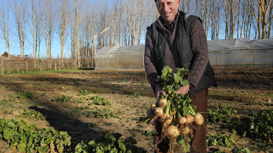 El nabo de Monzón vuelve a crecer