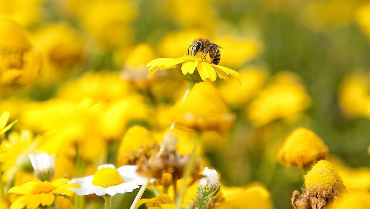 Una abeja polinizadora.