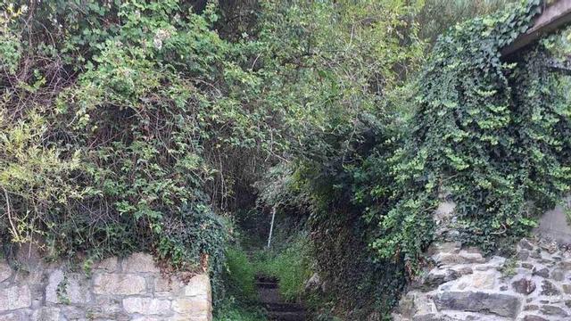 A maleza que cubre o acceso á Fonte de Ramos, en Merza.