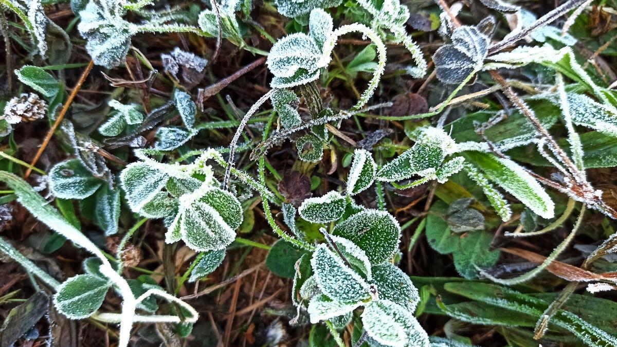 Plantas heladas por el frío.