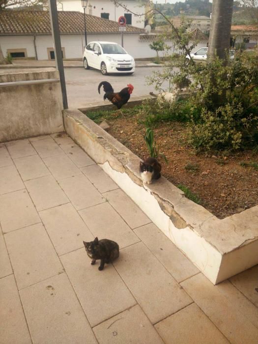 El PAC de Vilafranca se llena de gallos, gallinas y gatos