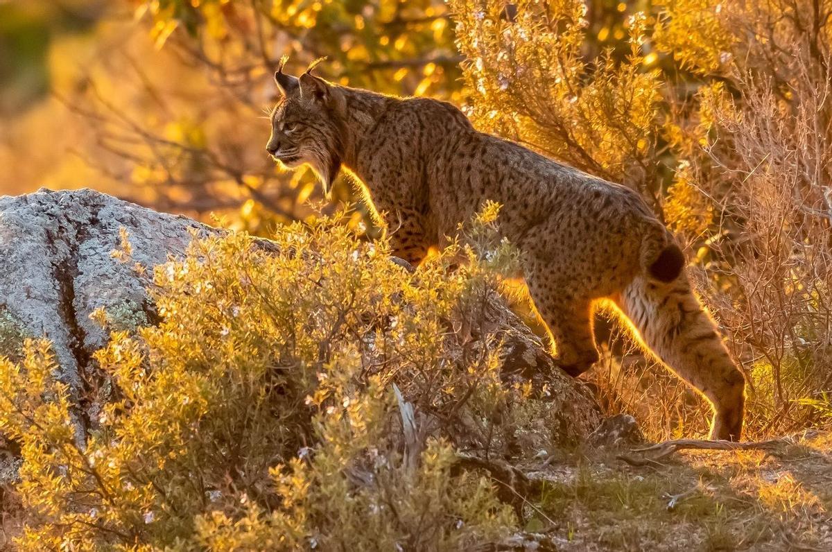 Un lince ibérico en el medio natural