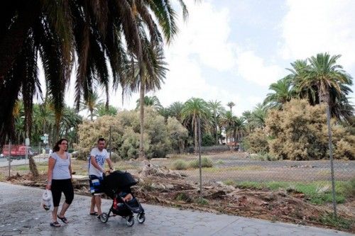 Mal estado de las Palmeras en el Oasis de Maspalomas y el Parque Tony Gallardo