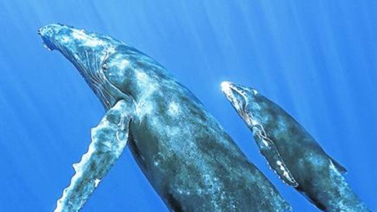 Ballenas 8 Los cetáceos se ven muy afectados por el ruido artificial.