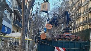 Unos operarios retiran unos árboles durante las obras en Consell de Cent, a principios de año.