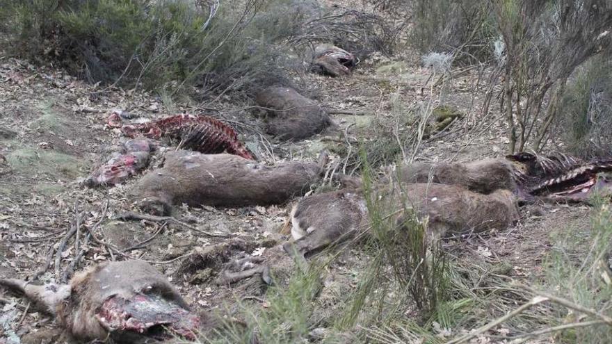 Cadáveres de ciervos dejados en una anterior campaña de caza en el término de Palacios de Sanabria.