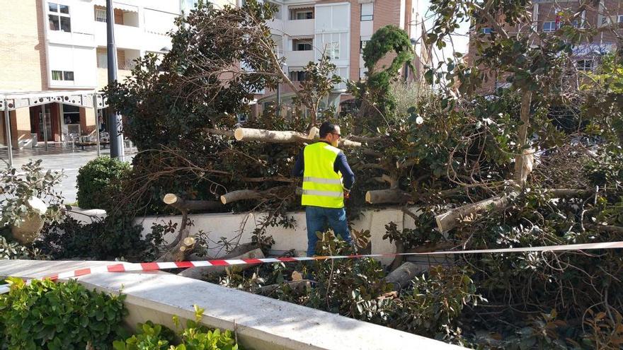 Un operario trabaja en la retirada del ficus