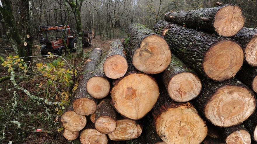Deza y Tabeirós lideran la tala provincial de coníferas, con 7,4 millones facturados
