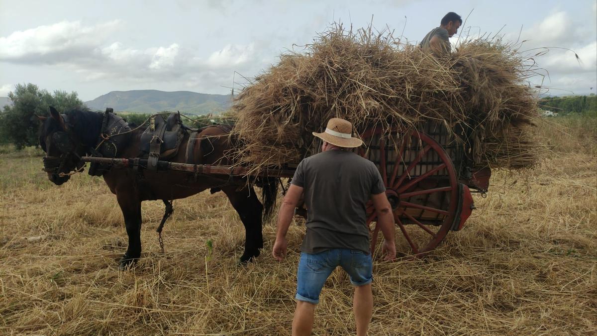 Los agricultores segaron las mieses con las hoces y cargaron las gavilla en los carros