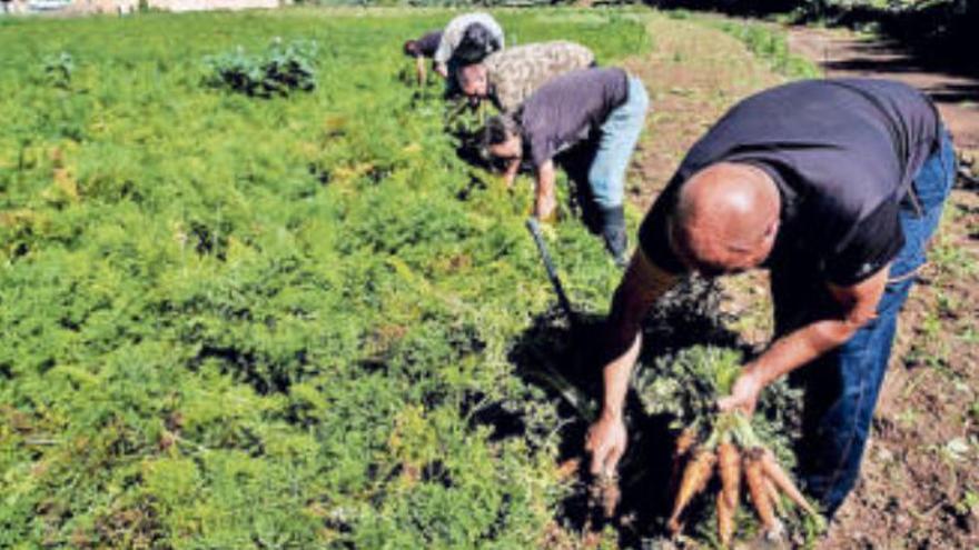 Agricultores en Tenerife durante la recogida de zanahorias.