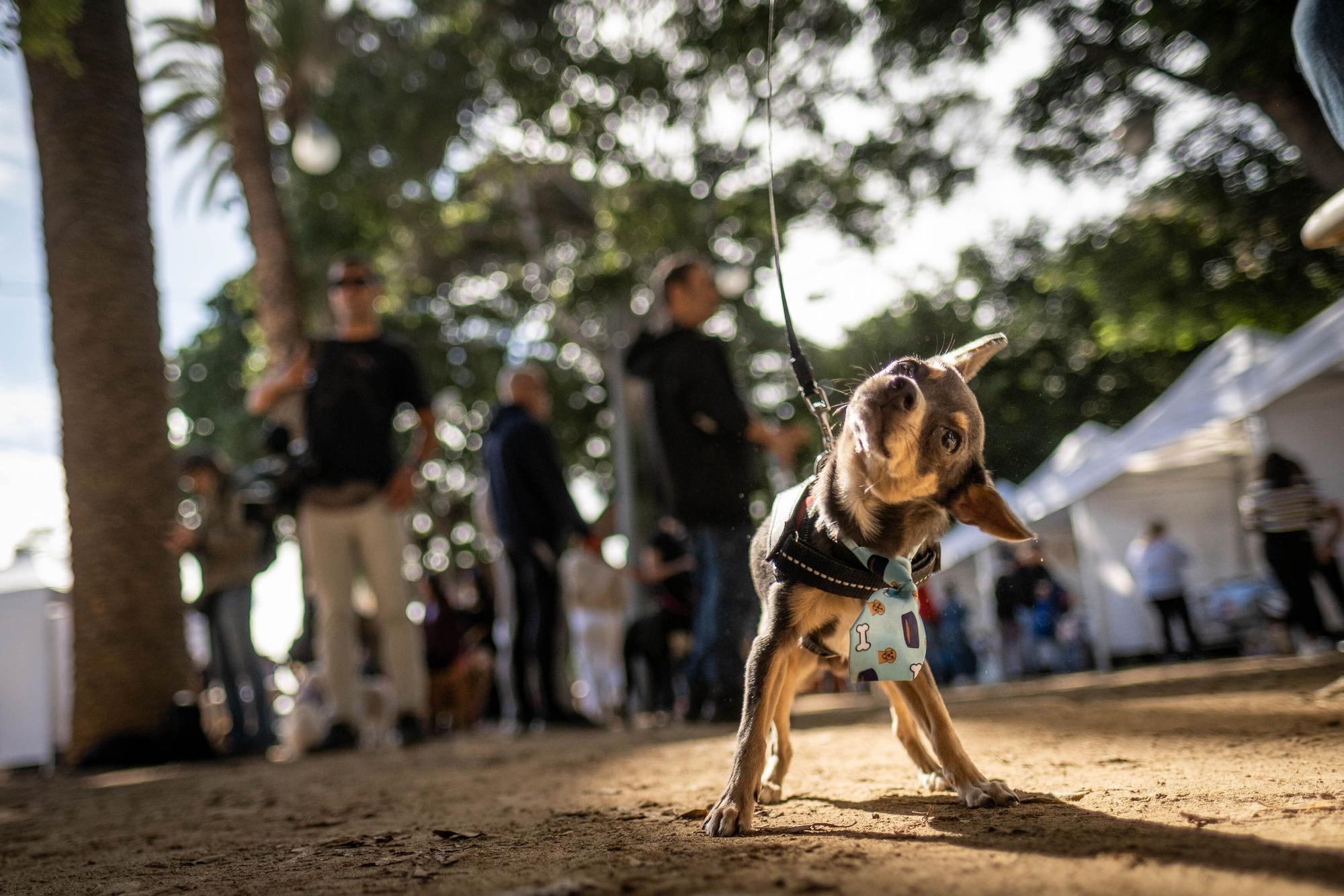 Día de las Mascotas en Santa Cruz de Tenerife