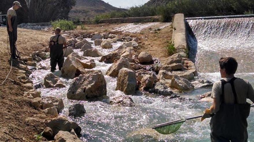 Los técnicos han detectado el paso de más de 3.000 peces por las escalas instaladas por la CHS.