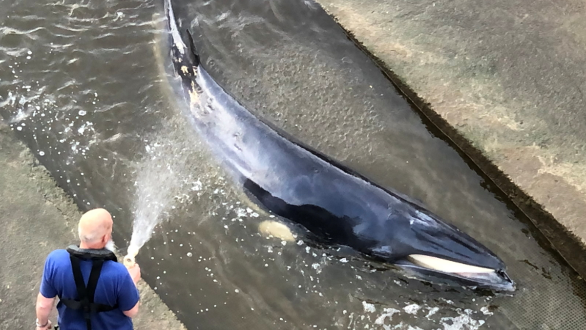 Rescatada una balena encallada al riu Tàmesi