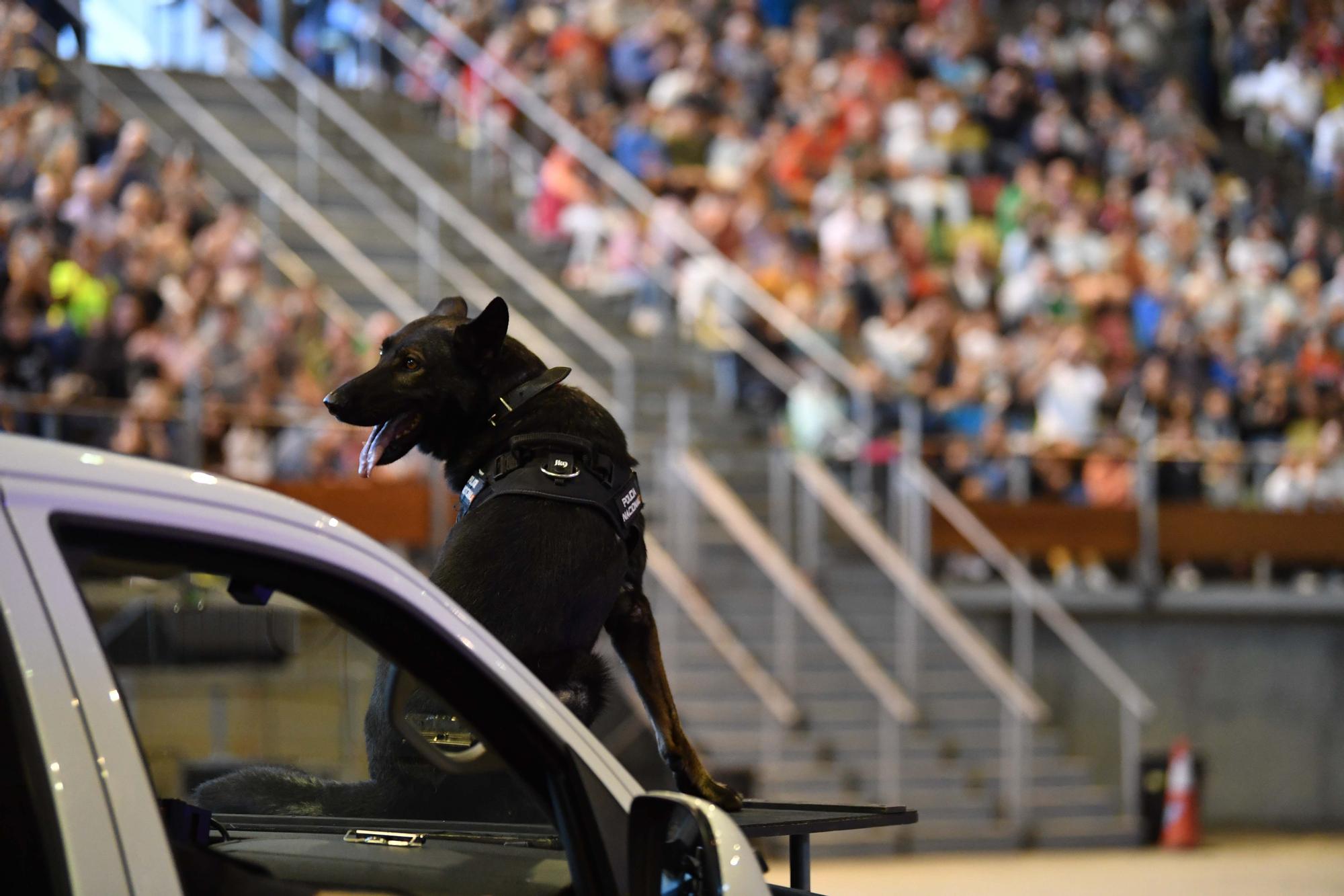 Exhibición de la Policía Nacional en el Coliseum de A Coruña