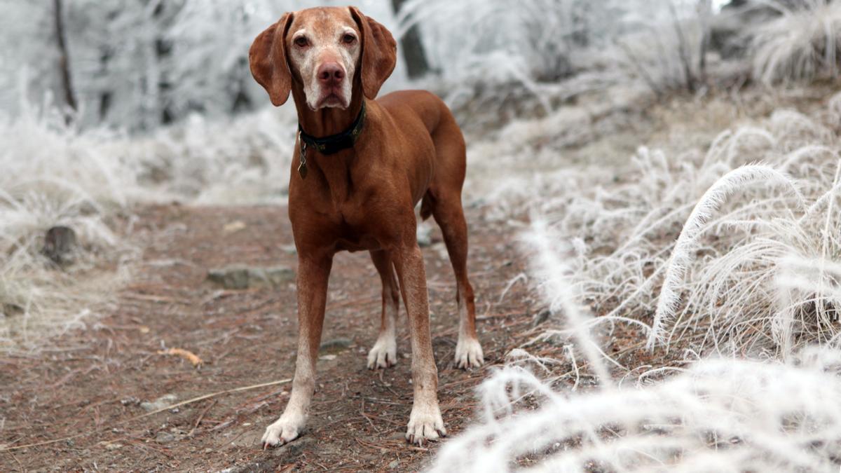 PERROS: Por debajo de esta temperatura no debes sacar a pasear a tu perro  si hace frío en invierno, según los expertos