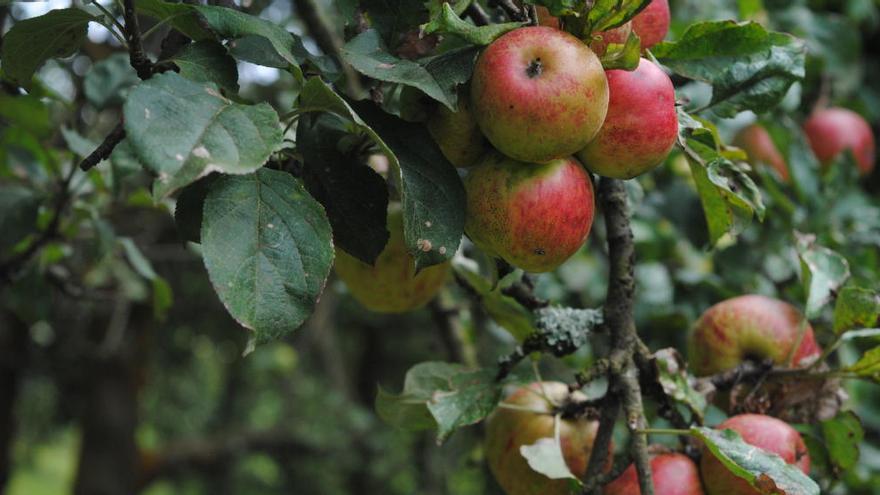 Ochenta productores recibirán ayudas para combatir la vecería de los manzanos