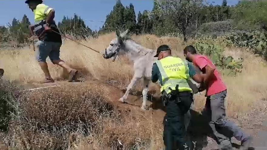 Ponen a salvo unos veinte burros afectados por el incendio forestal de Tejeda