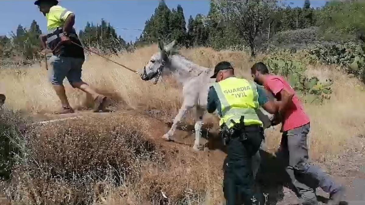 Desalojan una veintena de burros de la Asociación Equina La Culata por el incendio forestal de Tejeda.