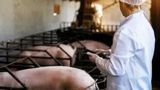 L'UJI llança un innovador tractament de purins assistit per tecnologia làser