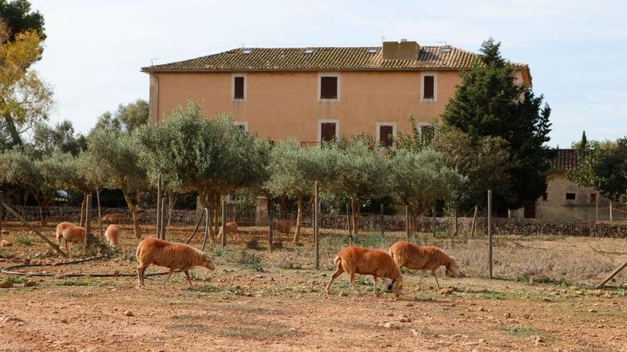 So vielfältig ist die öffentliche Finca Son Real auf Mallorca