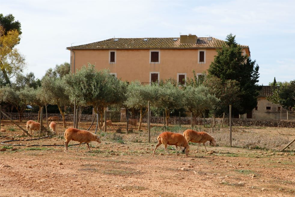 Mallorquinische Schafe vor dem neusten der Gebäude