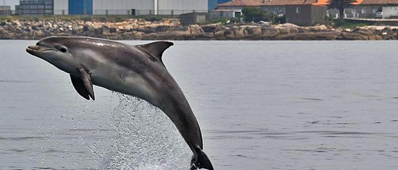 Un delfín mular en aguas de O Grove.