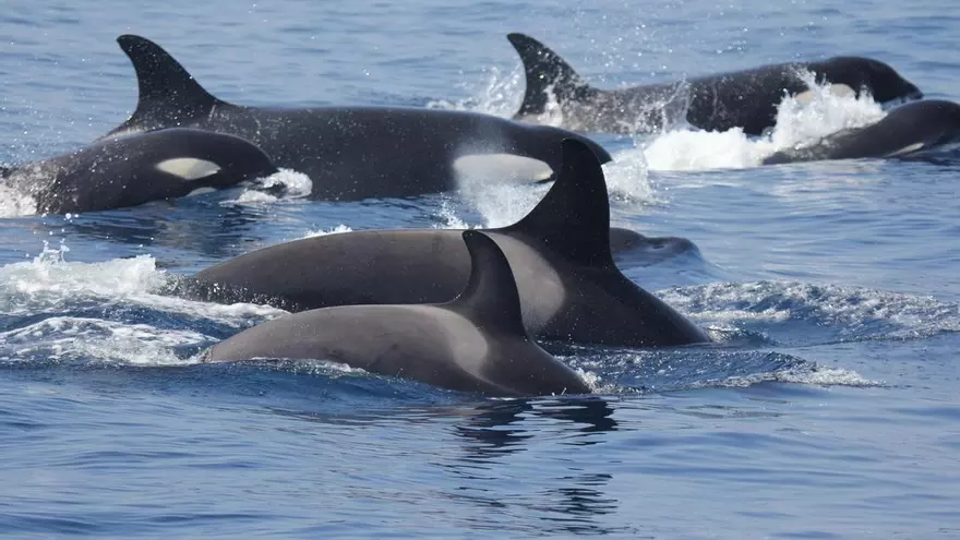 Increíble: las orcas manipulan y utilizan algas para rascarse la espalda unas a otras y acicalarse