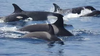 Un grupo de orcas ataca y hunde un velero en el estrecho de Gibraltar