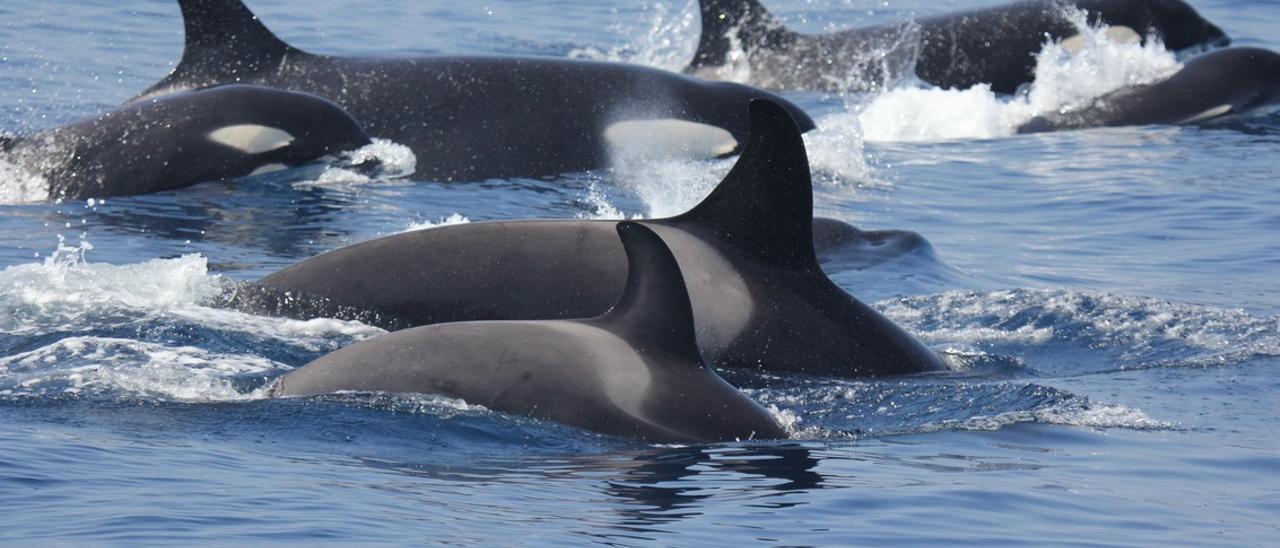 Las orcas obligan a extremar la precaución en el Estrecho