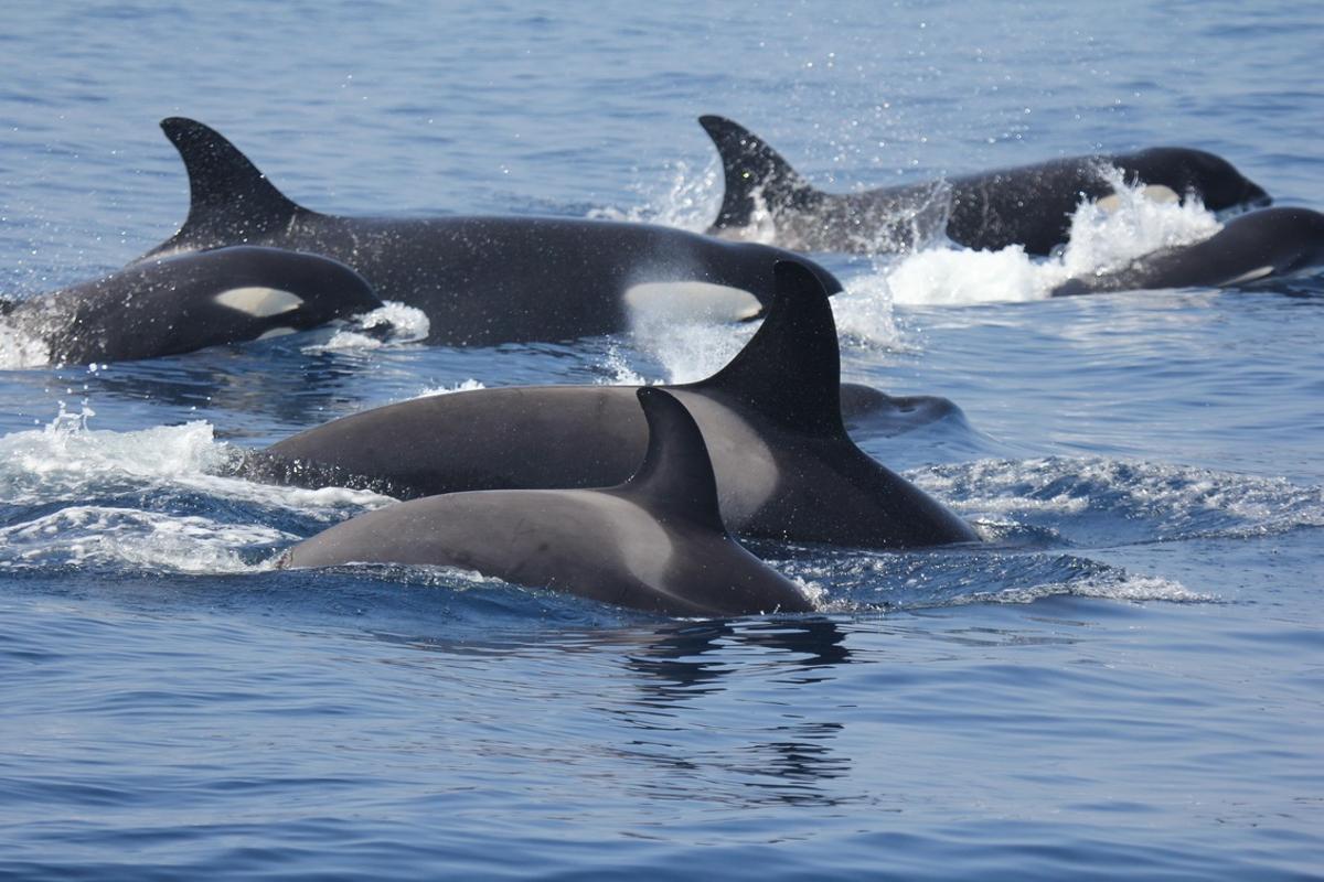 Las orcas obligan a extremar la precaución en el Estrecho