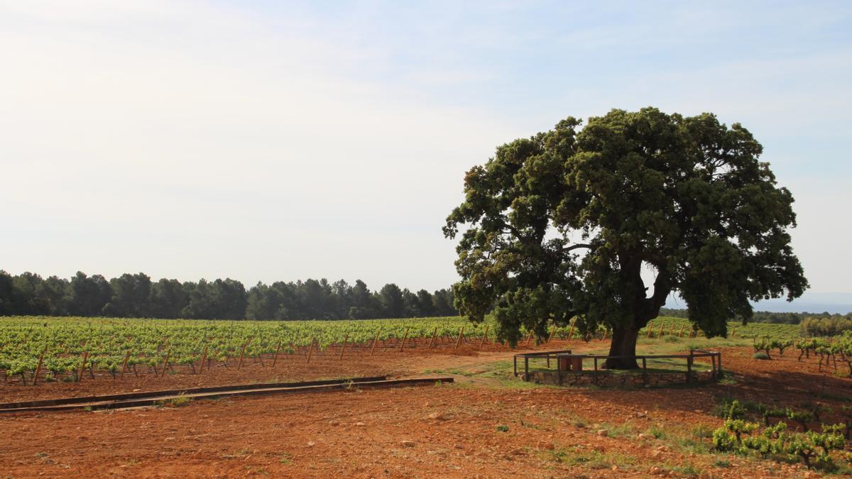 Bodegas Nodos ofrece cuatro experiencias de enoturismo diferentes.