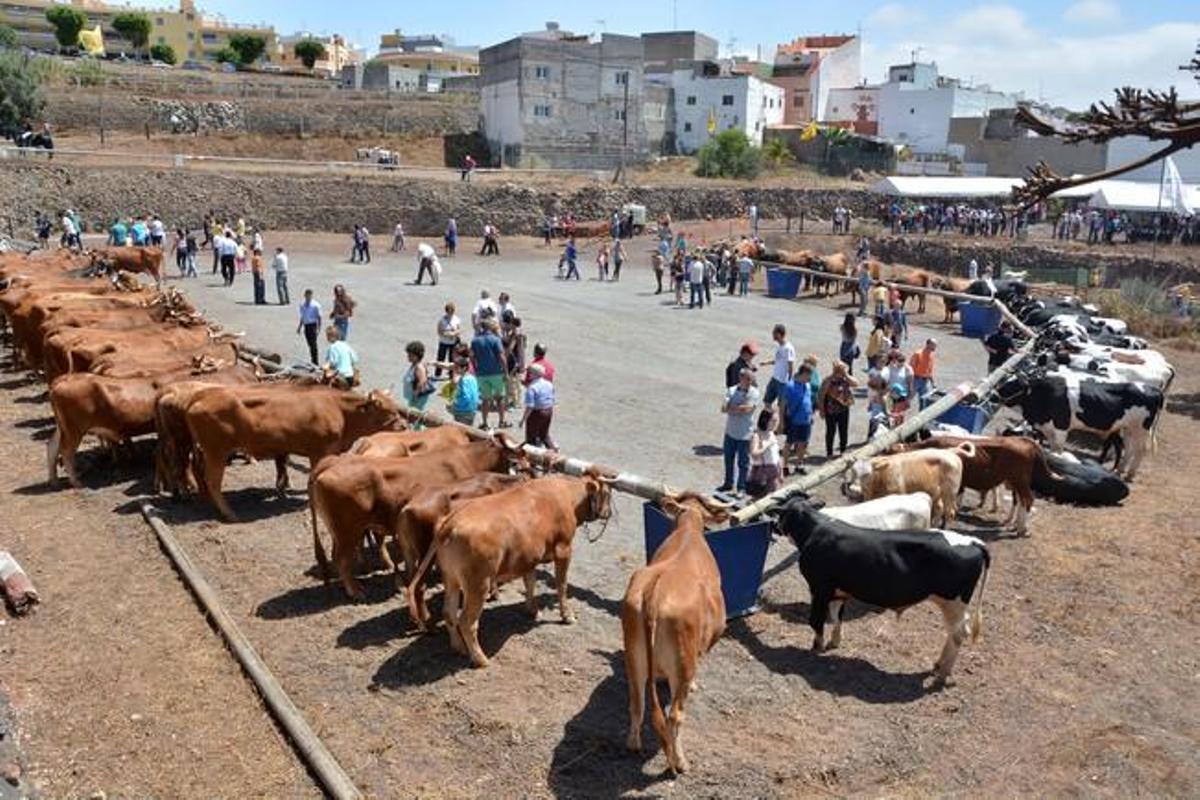 FIESTAS DE SAN PEDRO INGENIO FIESTAS DE SAN PEDRO INGENIO