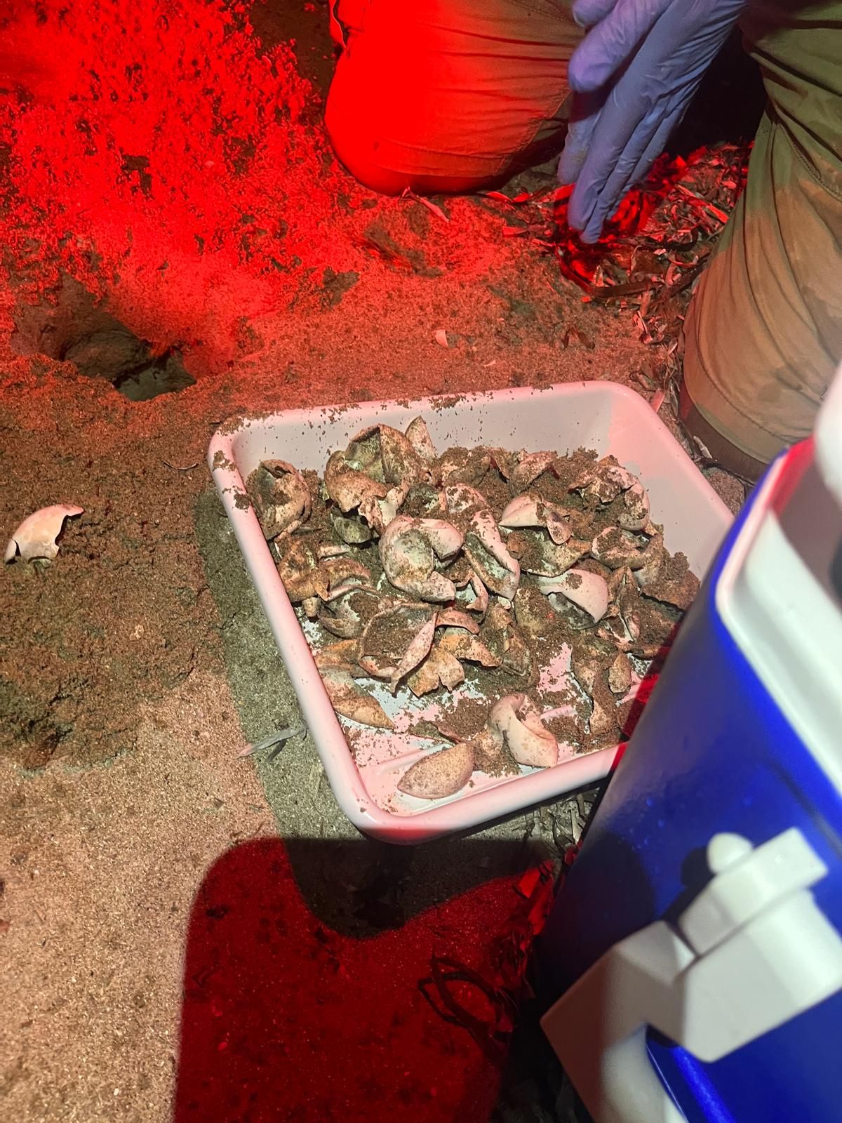 El milagro de la vida en una playa de Dénia: las imágenes del nacimiento de 98 tortugas